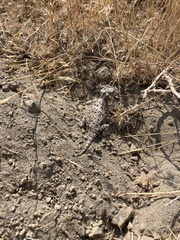 Phrynosoma platyrhinos