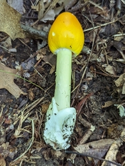 Amanita arkansana