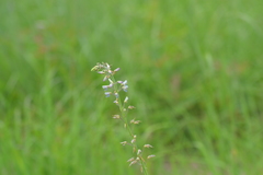 Desmodium illinoense