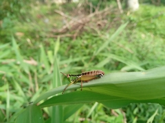 Caryanda spuria