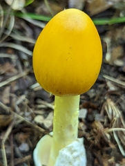 Amanita arkansana
