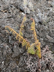 Polystichum haleakalense