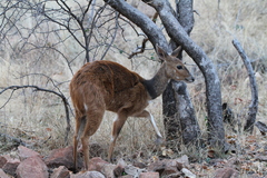 Tragelaphus sylvaticus sylvaticus