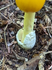 Amanita arkansana