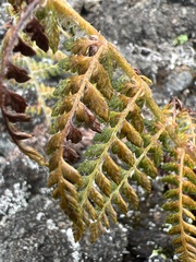 Polystichum haleakalense