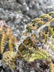 Polystichum haleakalense