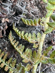 Polystichum haleakalense