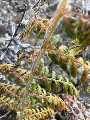 Polystichum haleakalense