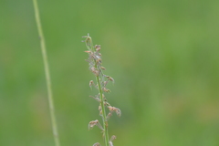 Desmodium illinoense