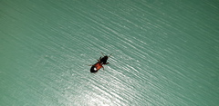 Clivina