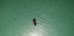 Clivina
