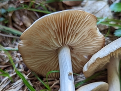 Marasmius nigrodiscus