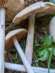 Marasmius nigrodiscus