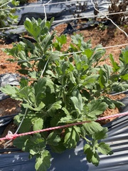 Chrysanthemum morifolium