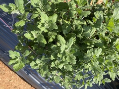 Chrysanthemum morifolium