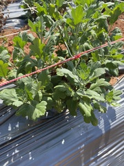 Chrysanthemum morifolium