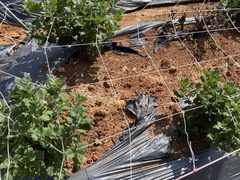 Chrysanthemum morifolium