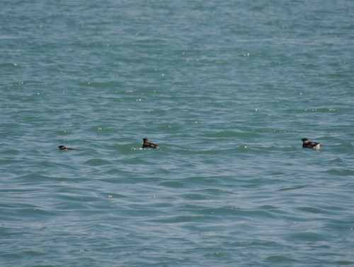 Brachyramphus marmoratus
