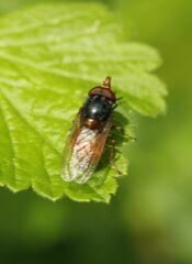 Rhingia campestris