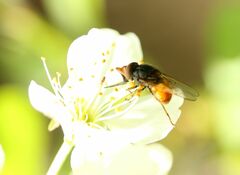 Rhingia campestris