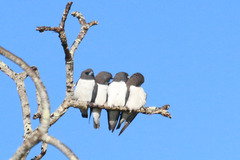 Artamus leucorynchus