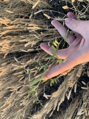 Vicia sativa