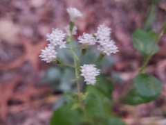 Ageratina jucunda