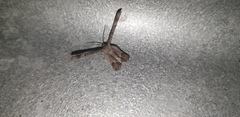 Phazaca interrupta