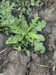 Cirsium arvense integrifolium