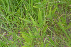 Desmodium illinoense