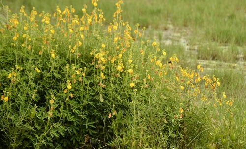 Crotalaria quinquefolia iNat (1)