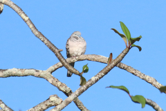 Geopelia placida