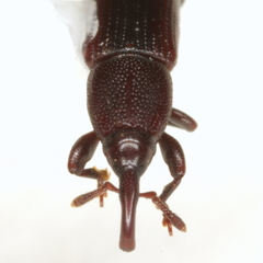 Cossoninae