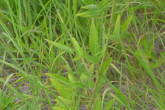 Desmodium illinoense