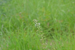 Desmodium illinoense