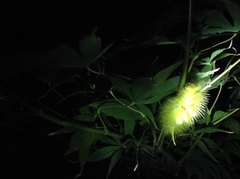Lymantriinae