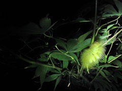 Lymantriinae