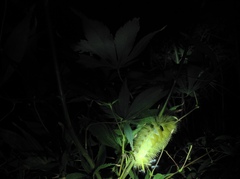 Lymantriinae
