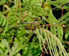 Neurothemis tullia