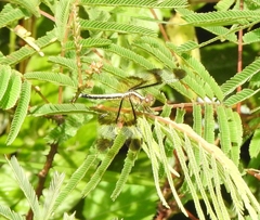 Neurothemis tullia