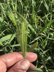 Hordeum