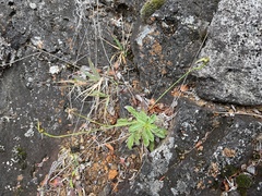 Artemisia mauiensis