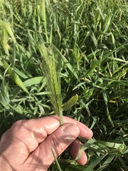 Hordeum