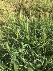 Hordeum