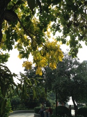 Fraxinus pennsylvanica