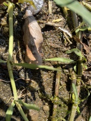 Hygroamblystegium varium