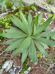 Agave ×