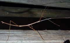 Diapheromera femorata