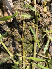 Hygroamblystegium varium