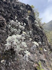 Artemisia mauiensis